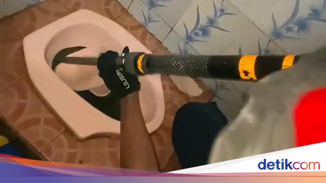 Heboh Ular Sanca 1,5 Meter Keluar dari Kloset di Bogor, Damkar Evakuasi