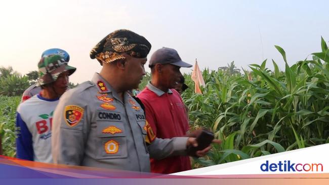 Polres Serang Targetkan Tanam 305 Hektare Jagung di 2025