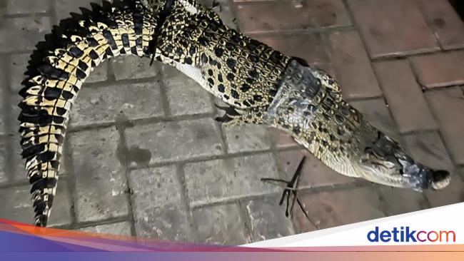 Geger Buaya Muncul di Saluran Air Permukiman Warga Cibinong Bogor