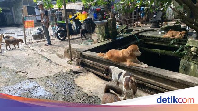 Pihak Shelter Akan Kebiri Babi Hutan yang Keliaran Hebohkan Warga Jaksel