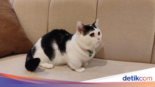 Main Sama Sapi, Kucing Gemoy di Cat Lounge SCBD