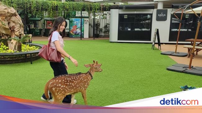 Fakta-fakta Menarik Hewan di Habitat Park SCBD