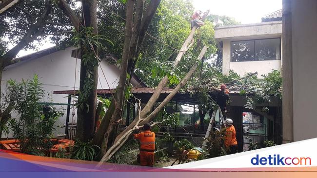 Pohon Sapu Tangan 15 Meter di SMA Kota Bogor Tumbang dan Timpa Musala