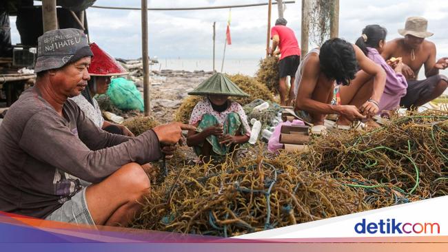 Ekspor Rumput Laut RI Tembus Rp 4,9 T