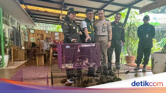 Tanpa Dokumen, Paket 334 Burung dari Payakumbuh Diamankan di Merak