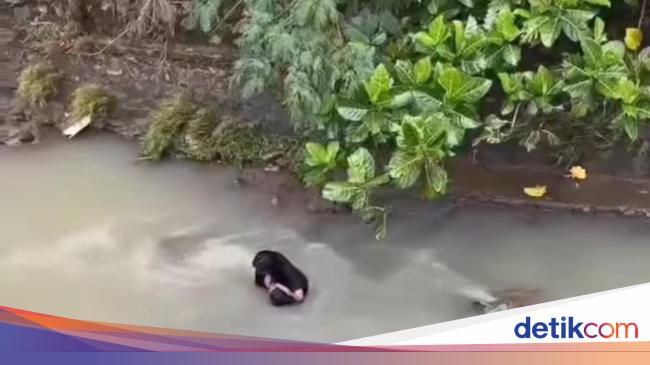 Viral Pria Duduk Terdiam di Tengah Aliran Sungai Bogor, Warga Evakuasi