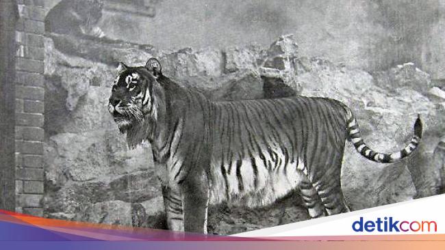 Sedih, Hewan-hewan Ini Sudah Punah Termasuk Asal Indonesia