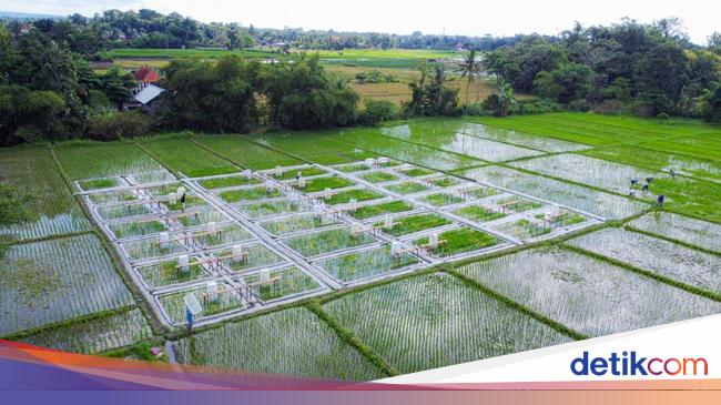 Pertama di RI, Banyuwangi Kembangkan Beras Biofortifikasi 'Sunwangi'