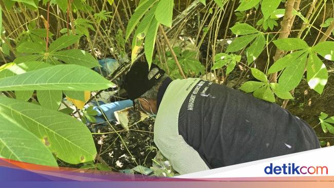 5 Fakta Kamuflase Singkong di Balik Kuburan Limbah Medis 6 Ton