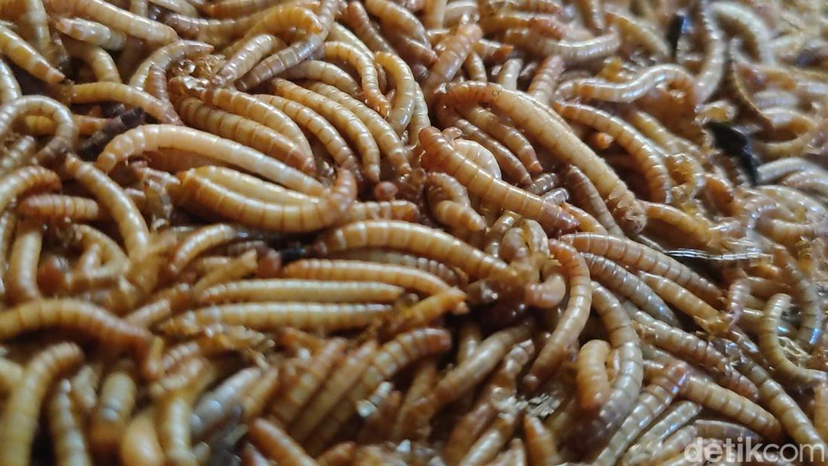 Viral Anak Muda China Makan Ulat demi Hidup Frugal, Murah-Tinggi Protein