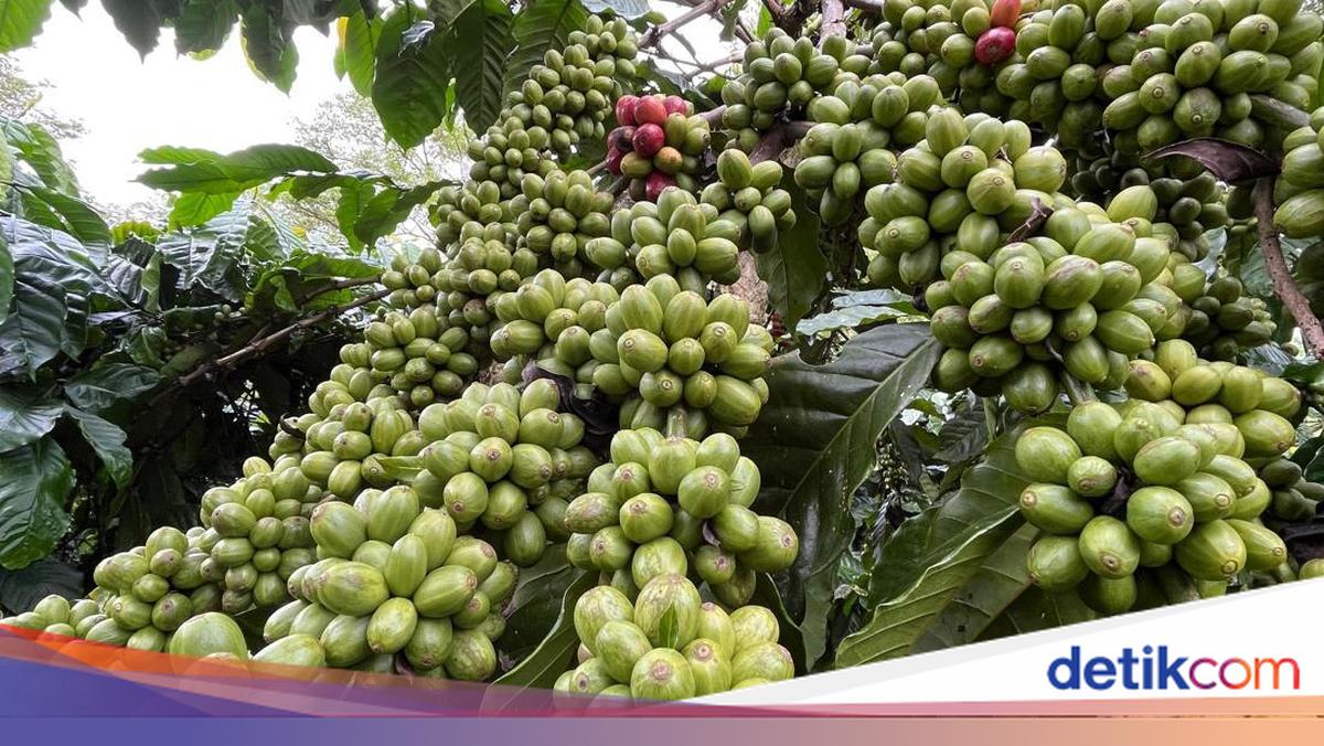 Harga Jual Biji Kopi di Pagar Alam Anjlok hingga Rp 56 Ribu/Kg