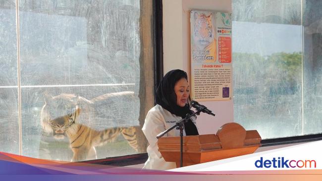 Titik Soeharto Namai 2 Anak Harimau Langka dari Sumatera Rizky dan Lestari