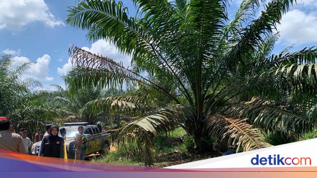 2 Wanita Ditemukan Tewas di Bawah Pohon Sawit di Solok, Pembunuh Ditangkap