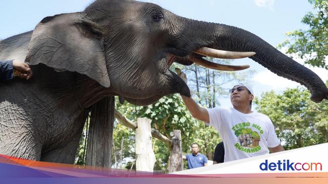 Dari Tesso Nilo, Kapolda Riau Ajak Masyarakat Selamatkan Rumah Gajah