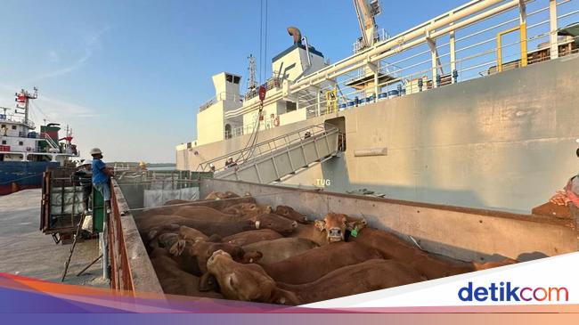 Bongkar Muat Hewan di Pelabuhan Capai 216.592 Ekor