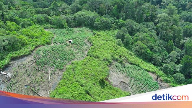 Bareskrim Bongkar 25 Hektare Ladang Ganja di Aceh!