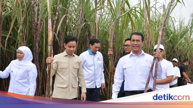 Gibran Tinjau Panen Tebu Banyuwangi, Dorong Swasembada Gula
