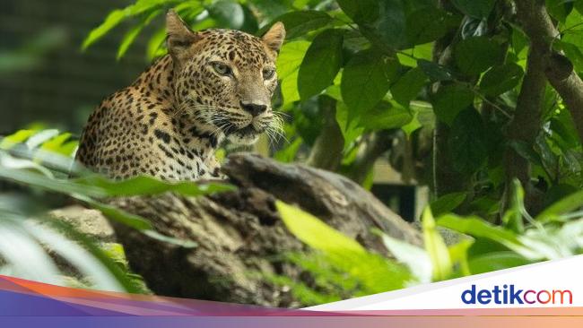 Macan Tutul Masuk Balai Desa di Kuningan, Warga Panggil Damkar