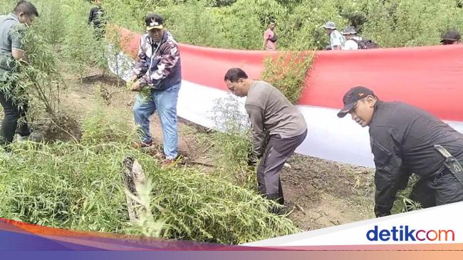 Bareskrim Musnahkan 25 Hektare Ladang Ganja di Nagan Raya Aceh