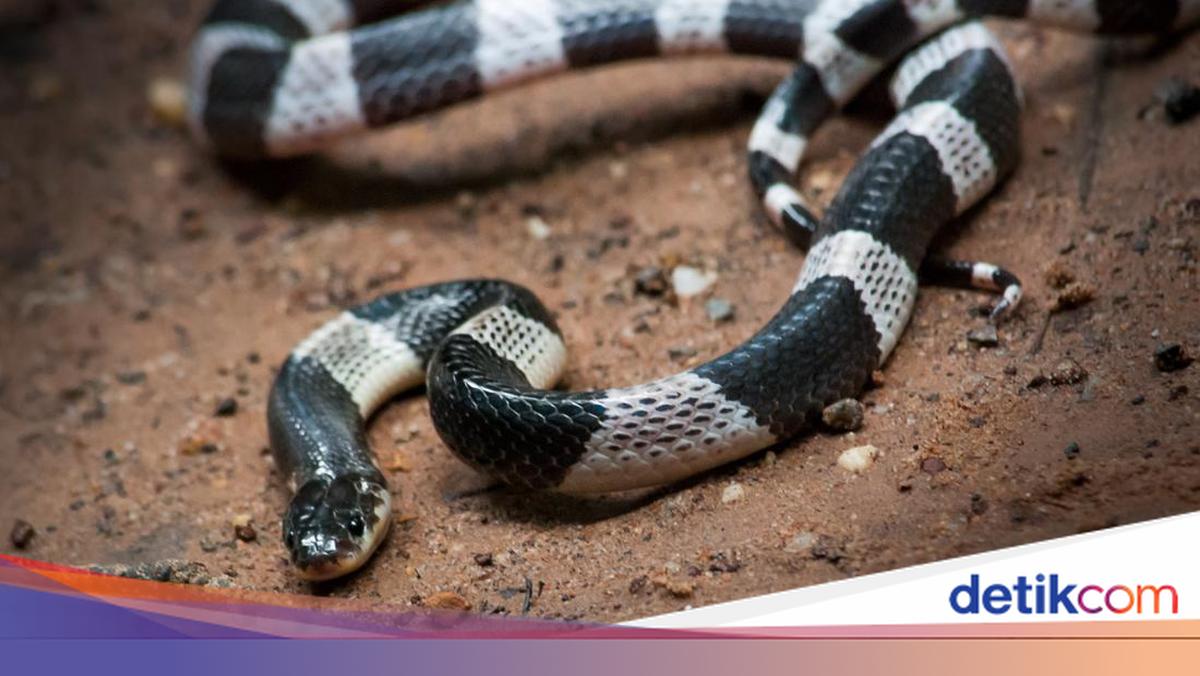 Ichkaridan jinsiy aloqa: jinsiy olatni biriktirilgan kamera Ameara Lavey bilan barcha porno