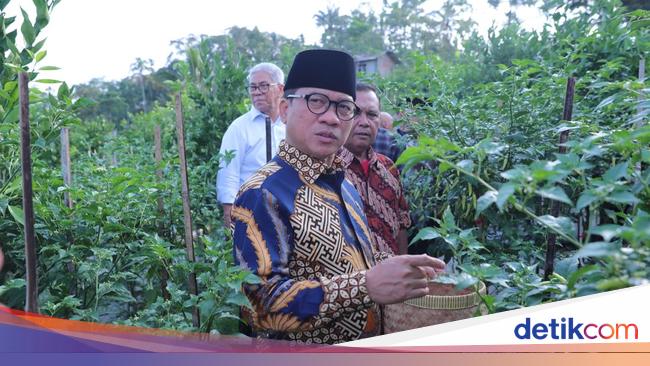 Panen Cabai Perdana, Yandri Puji Desa Kemiri Gunakan Dana untuk Pangan