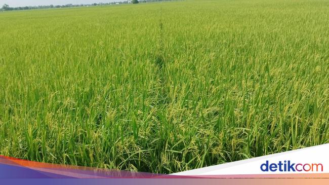 RI Peringkat ke-4 Produsen Beras Terbesar di Dunia!