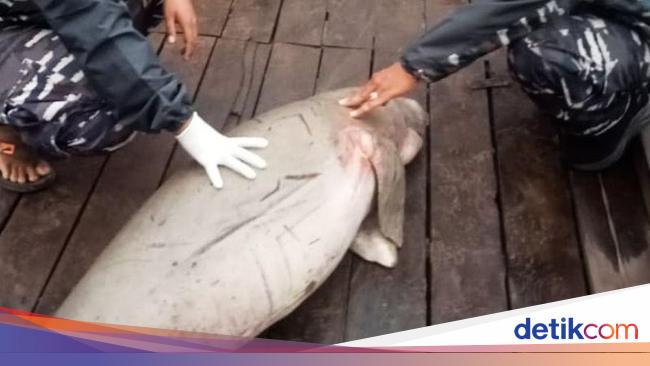 2 Dugong Mati Terdampar Beruntun di Kalbar