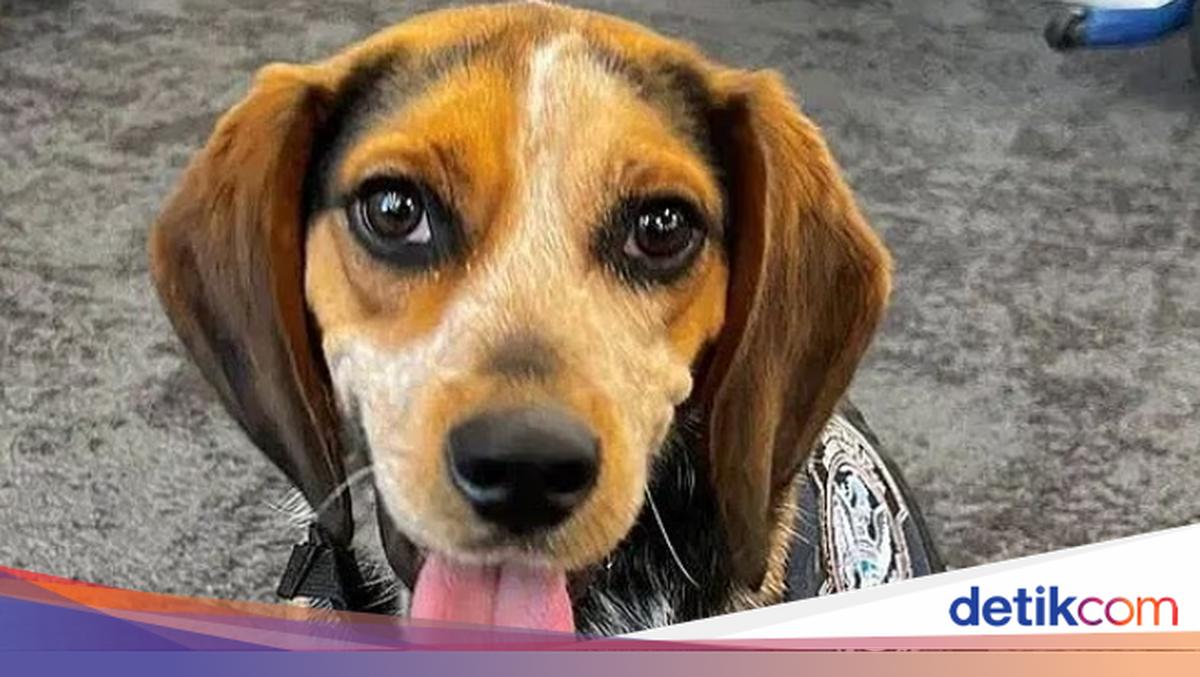 Tendang Anjing Bandara Sekuat Tenaga, Pria Mesir Langsung Dideportasi AS