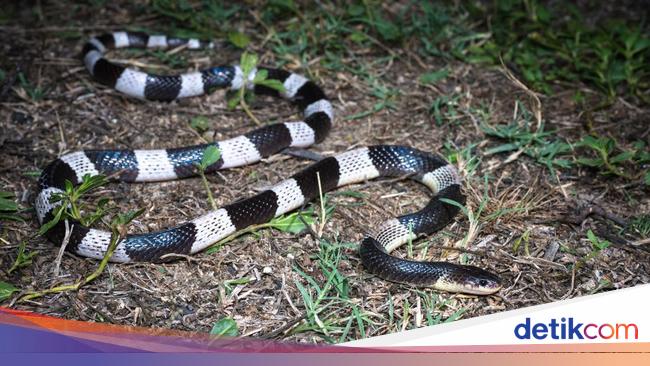 Ular Weling: Si Belang Hitam Putih yang Mematikan, Kenali Ciri dan ...