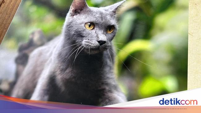 Gemes, Elus Kucing Asli Madura yang Mirip British Short Hair