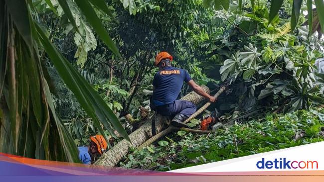 Pohon Tumbang Timpa Rumah Warga di Bogor, Kamar Mandi Rusak Berat
