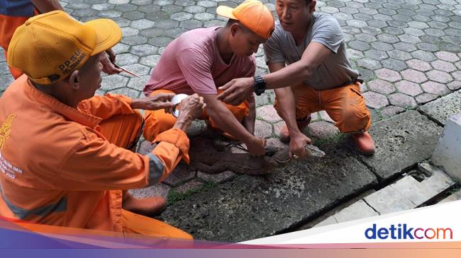 Pasukan Oranye Evakuasi Biawak 1,5 Meter di Jaksel, Pakai Cara Putar Lagu