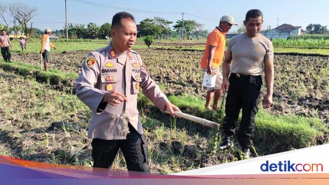 Polda Jateng Basmi Hama Tikus di Grobogan demi Dukung Kedaulatan Pangan