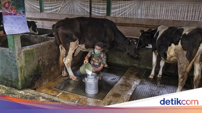 Dimodali BRI, Klaster Susu Ponorogo Berhasil Tingkatkan Produksi
