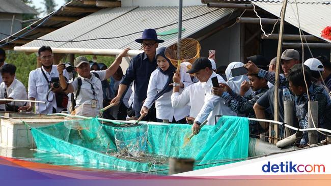 Panen Udang Vaname di Domas, Mendes Yandri Ingatkan soal Ketahanan Pangan