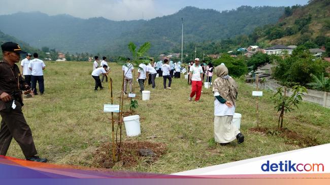 7 Ha Lahan Kosong PLTU Suralaya Cilegon Ditanami Pohon Biomassa
