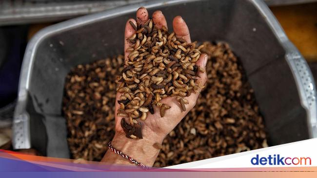 Hebat! Kampung Magot di Jakarta Utara Ubah Sampah Jadi Rupiah