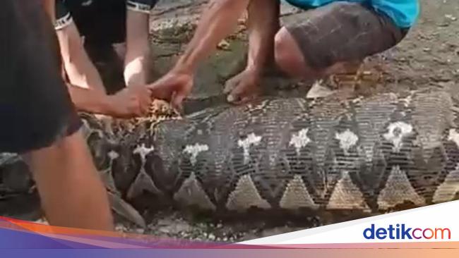 Hilang Sehari, Petani di Busel Ternyata Tewas Ditelan Piton 5 Meter