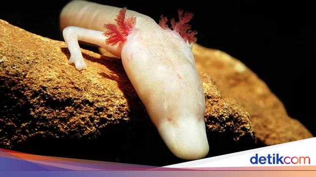 13 Hewan yang Paling Bisa Bertahan Hidup Tanpa Makanan