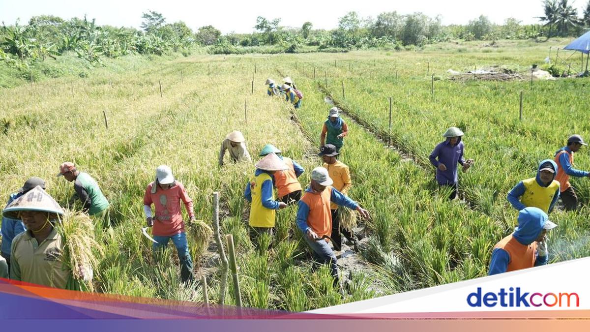 Ketahanan Pangan Ala Kemenimipas Hasilkan 159 Ton Padi-Uang Premi untuk Napi