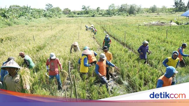 Transformasi Nusakambangan yang Kini Jadi Lokasi Produksi Pangan