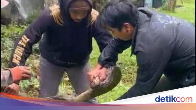 Puluhan Ular Piton Muncul di Tepi Danau Buyan Bali, BKSDA Ungkap Penyebabnya