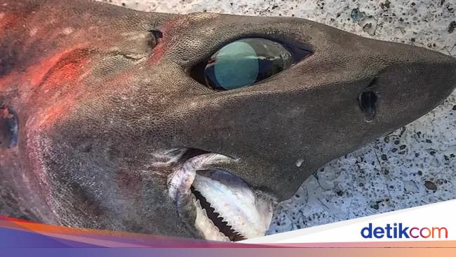 Hewan Laut Aneh Ditemukan Beberapa Tahun Terakhir, Ada Ikan Bopeng