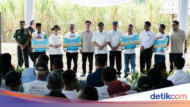 Dukung Swasembada Gula, Pupuk Indonesia Panen Tebu Bareng Wapres Gibran