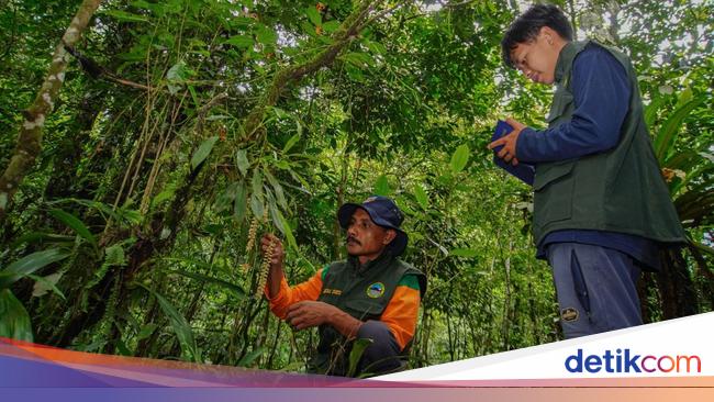 Hari Konservasi Alam Sedunia 28 Juli: Tujuan dan Cara Merayakan