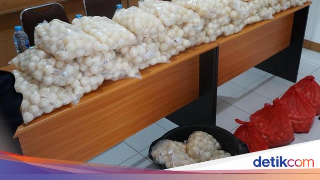 Penyelundupan 5.400 Telur Penyu Berhasil Digagalkan