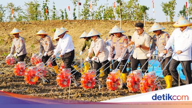 Lagi! Kapolri Tanam Jagung Serentak untuk Dukung Swasembada Pangan
