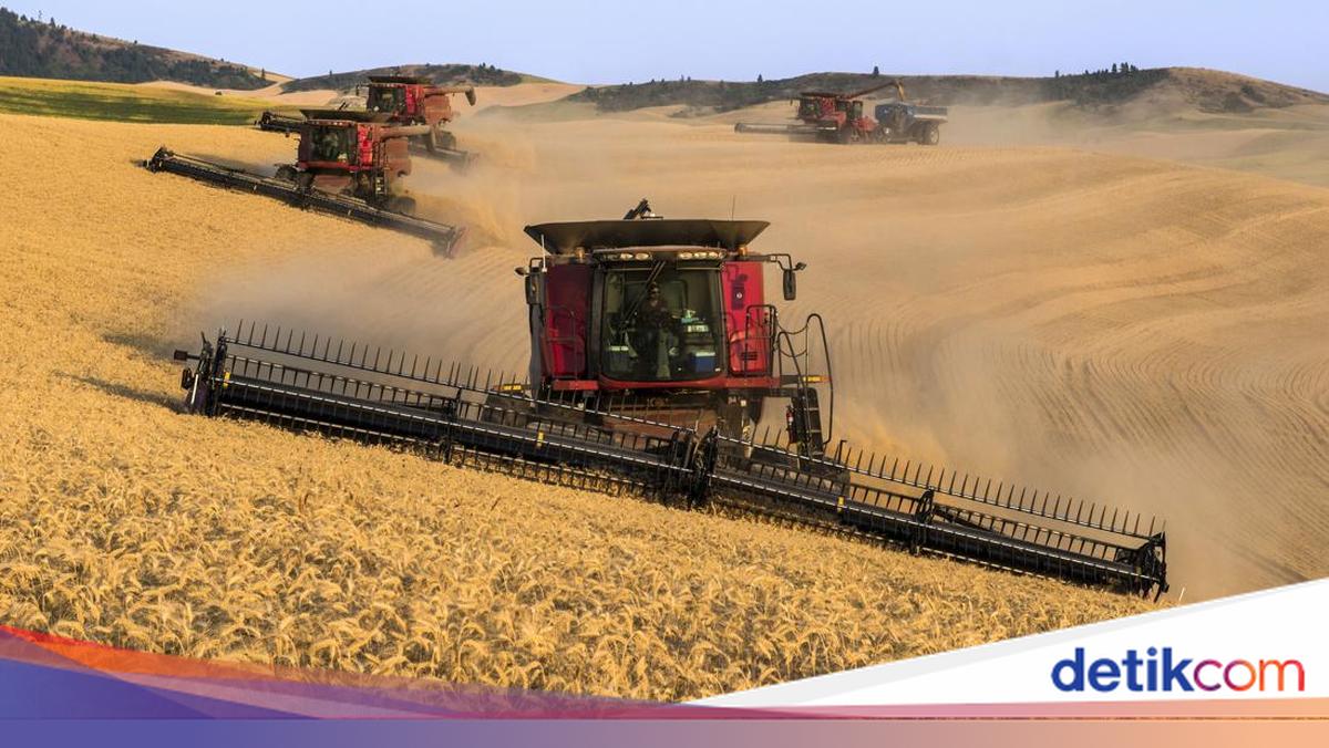 Produksi Gandum Dunia Diramal Merosot Gegara Cuaca Ekstrem