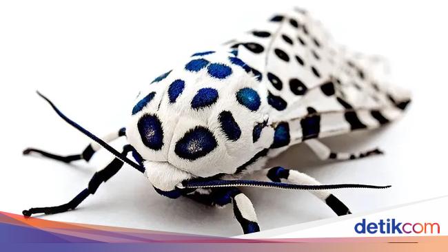 Foto-foto Serangga Lucu yang Belum Pernah Kamu Lihat