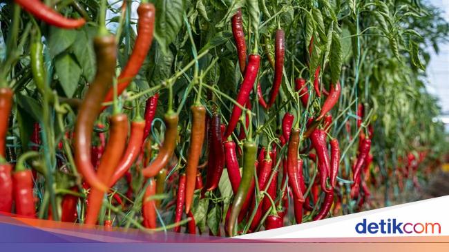 Kisah Perjalanan Cabe, Si 'Buah Berry' Pedas yang Dicicipi Colombus